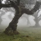 Madeira * Fleeting Moment