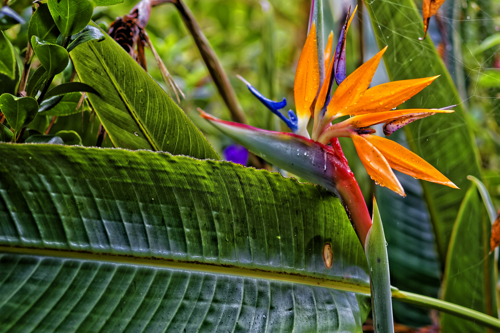 Madeira Flowers