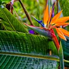 Madeira Flowers