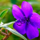 Madeira Flowers