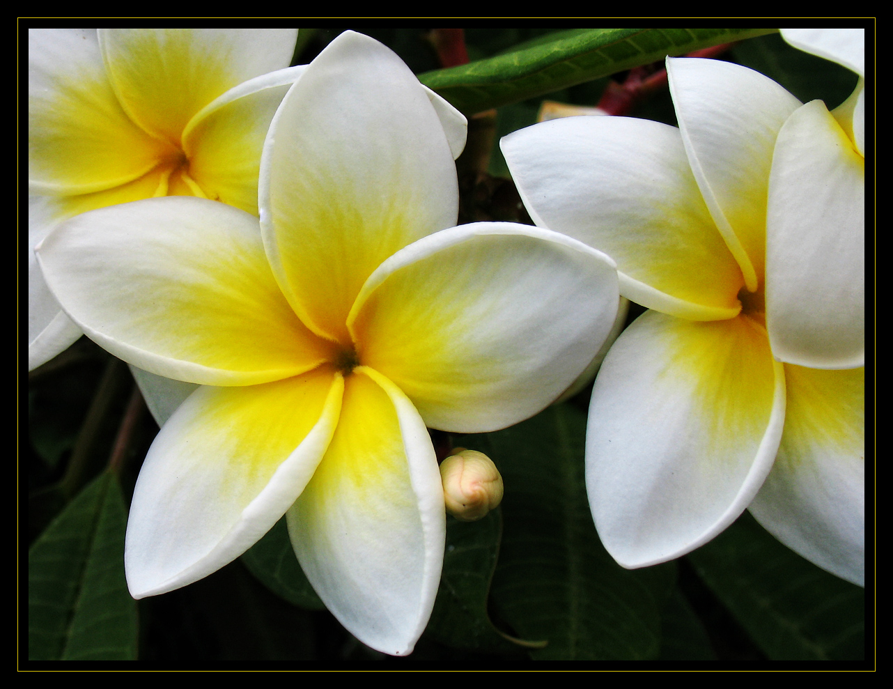 Madeira Flowers