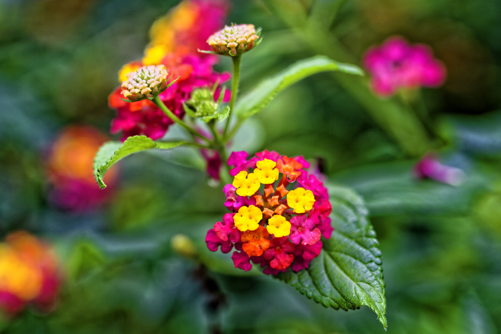 Madeira Flowers