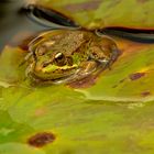 Madeira Frosch mit goldigen Herzaugen