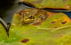 Madeira Frosch mit goldigen Herzaugen