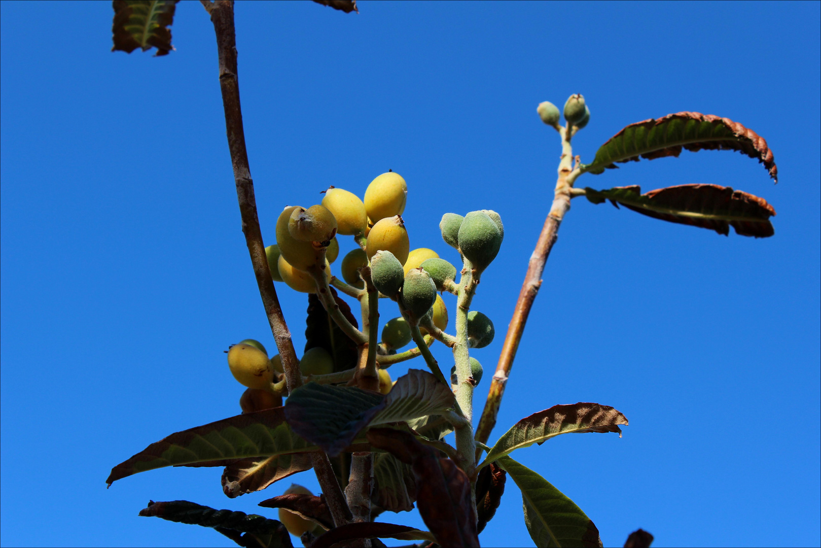 Madeira Fruits