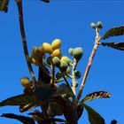 Madeira Fruits