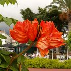 Madeira-Funchal