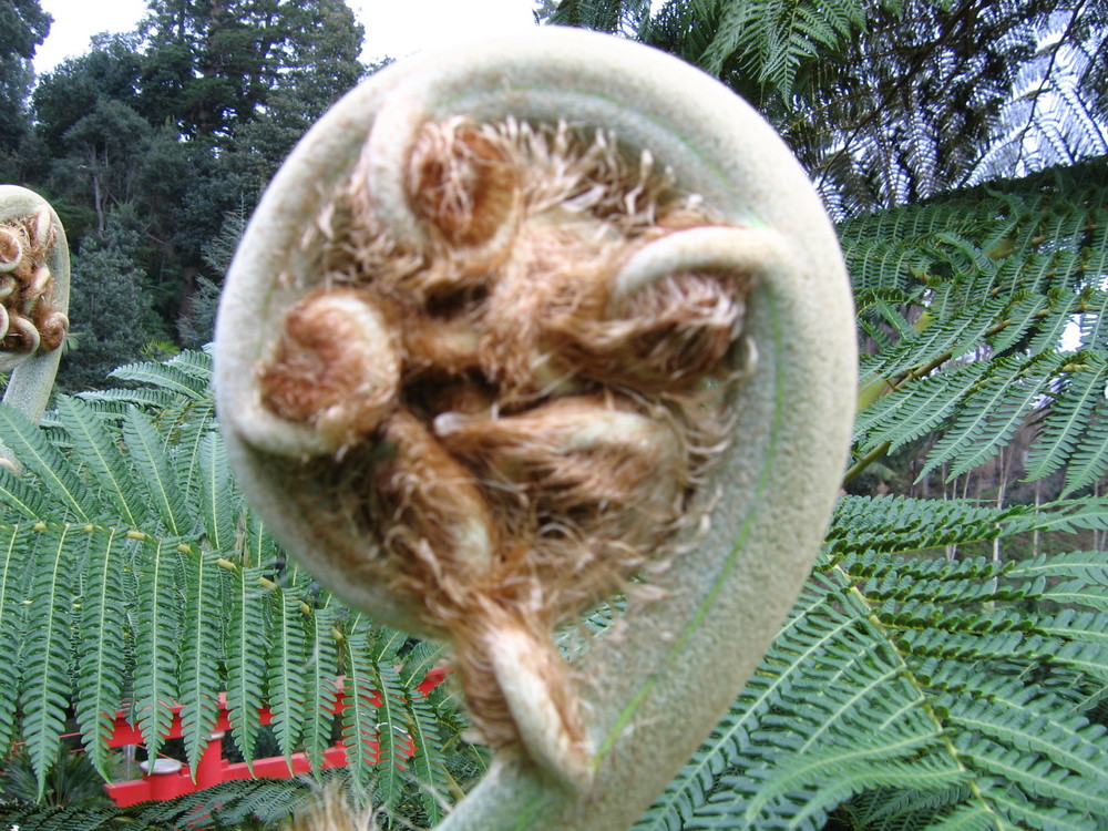 Madeira- Geburt eines Palmfarnblattes