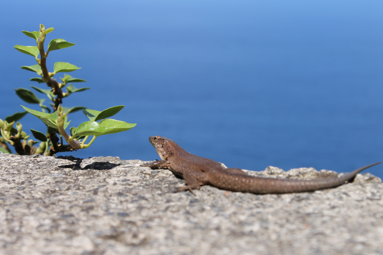 Madeira Gecko