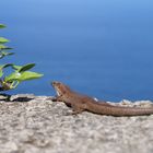 Madeira Gecko