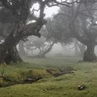 Madeira * Hidden World