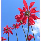 Madeira - hier versteckt sich der Frühling