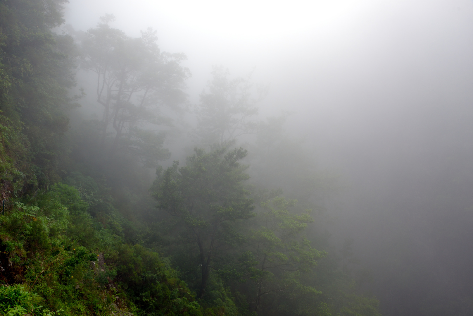 Madeira im Nebel