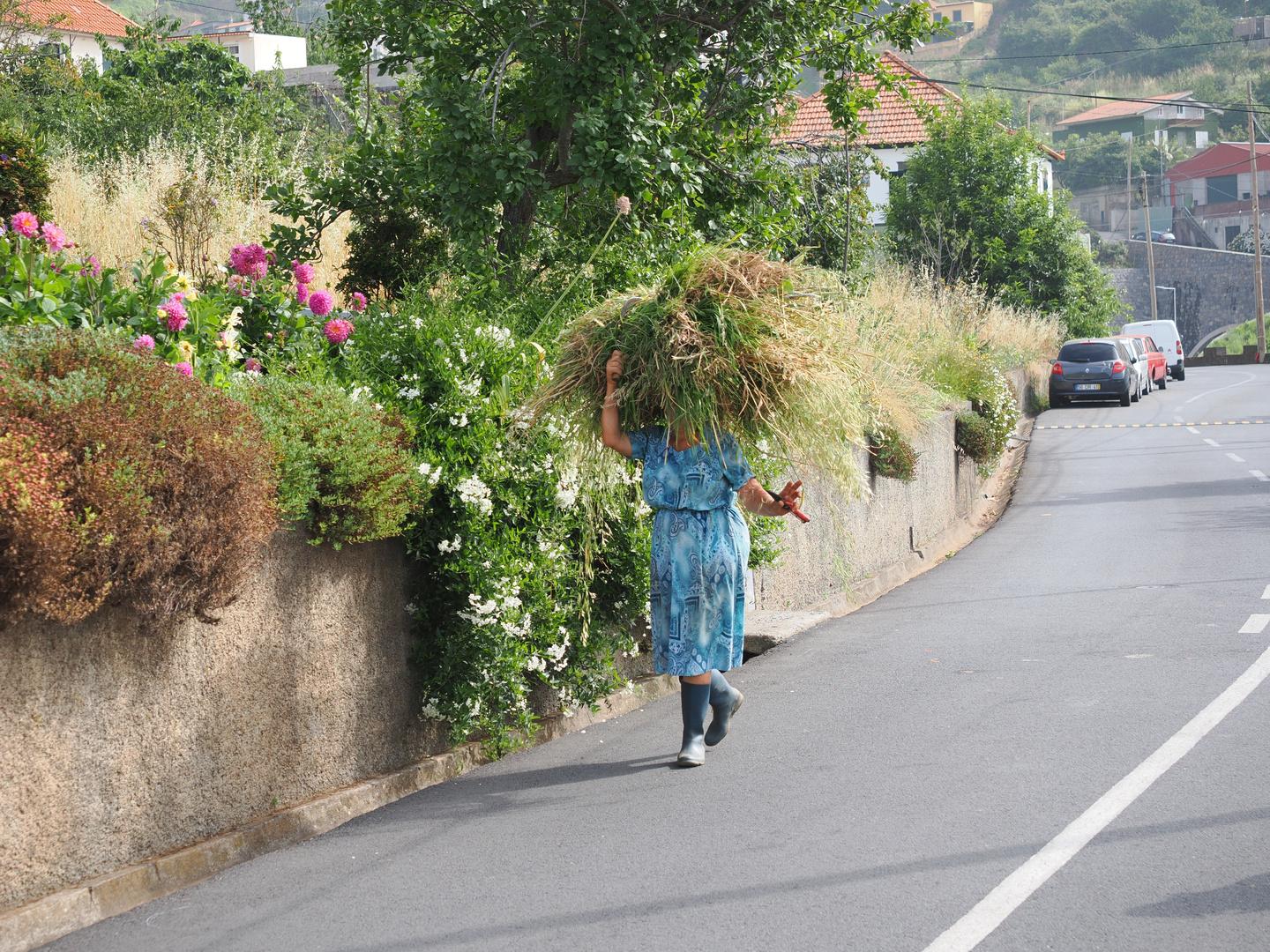 Madeira im Sommer 2023 - Ernte