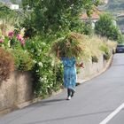 Madeira im Sommer 2023 - Ernte