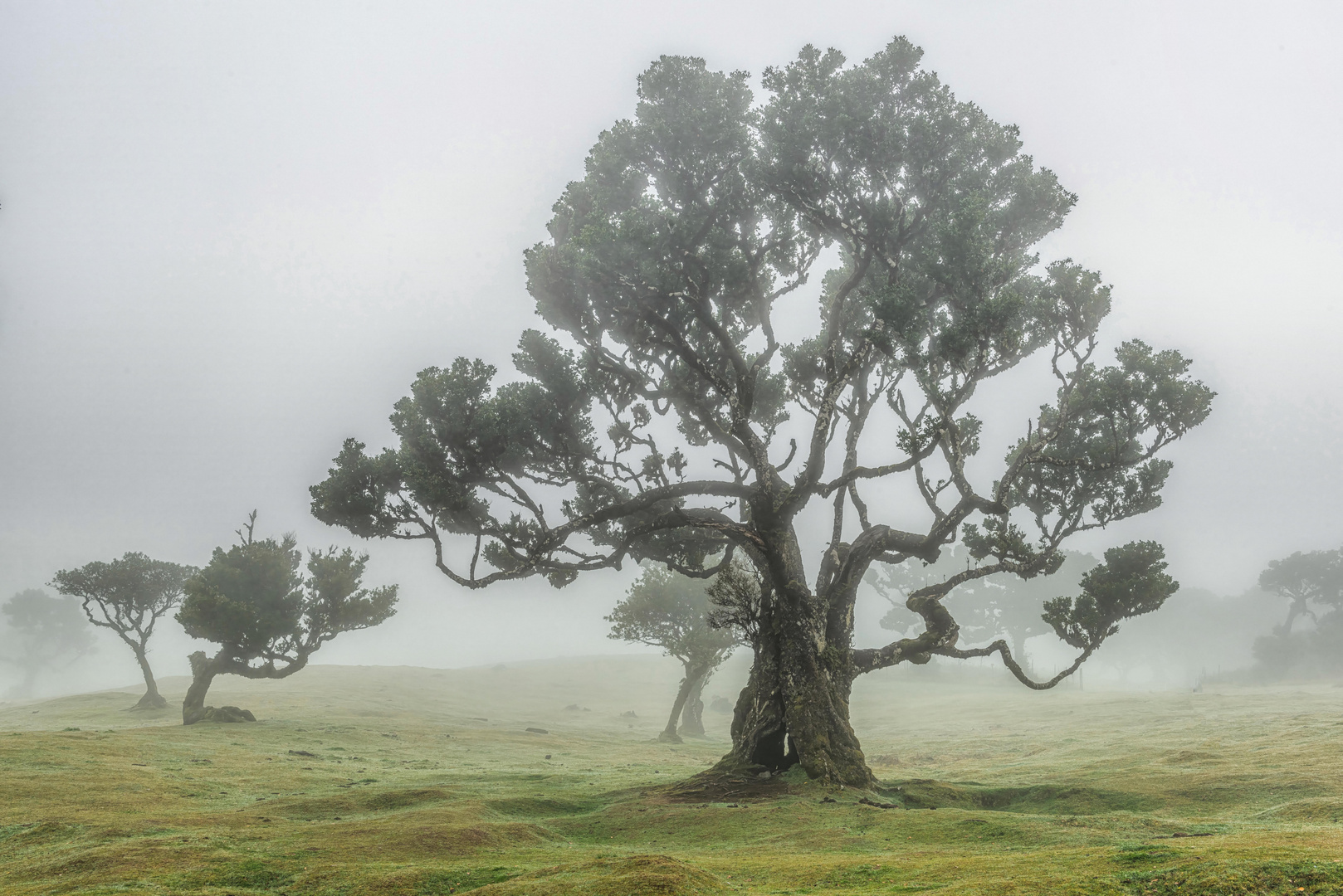 Madeira Impressions IV