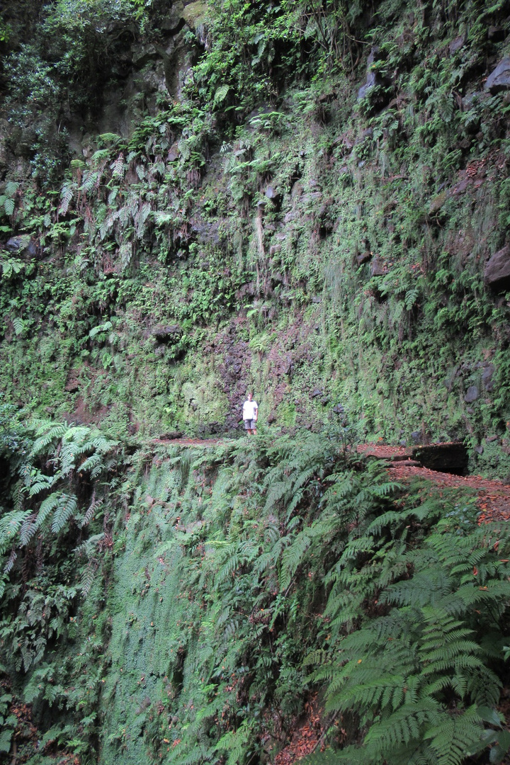 Madeira - In der Schlucht der Ribeira da Janela