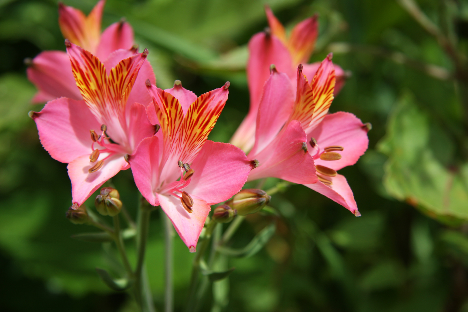 Madeira - Insel der Blumen