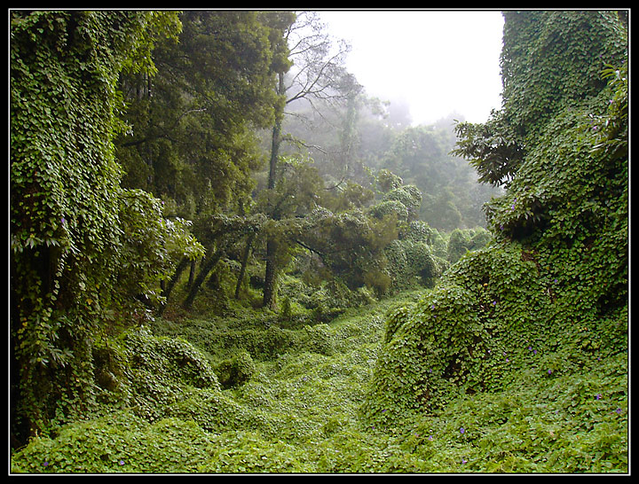 ~ Madeira Jungle II ~