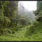 ~ Madeira Jungle II ~