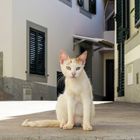 Madeira-Katze