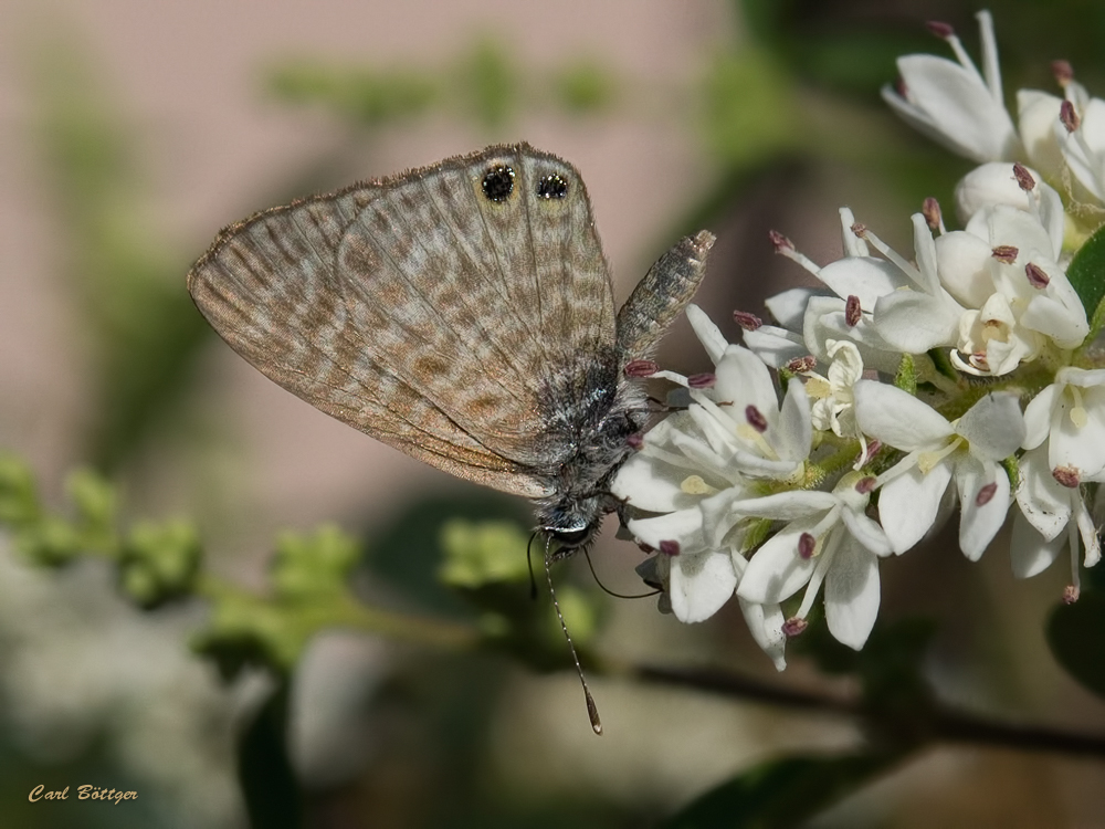 Madeira - Kleiner Wanderbläuling (Leptotes pirithous)