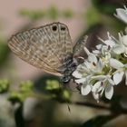 Madeira - Kleiner Wanderbläuling (Leptotes pirithous)