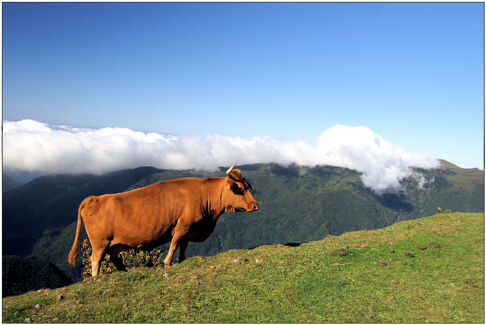 Madeira Kuh