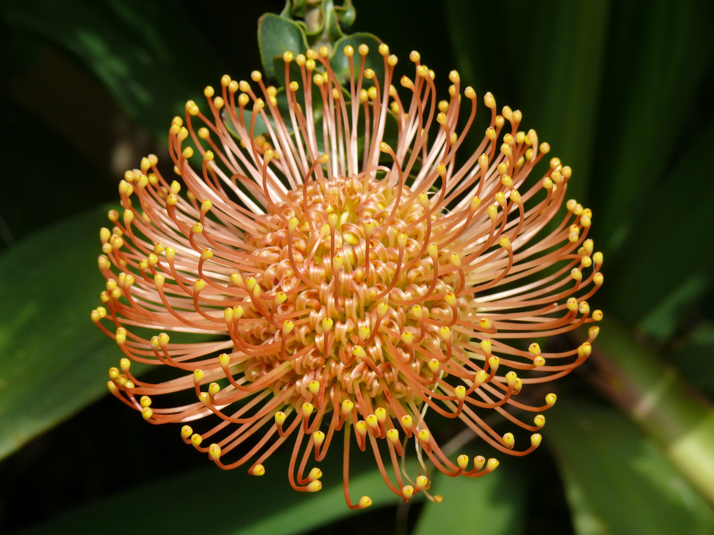 Madeira - Leucospermum