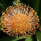 Madeira - Leucospermum