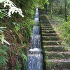 Madeira- Levada