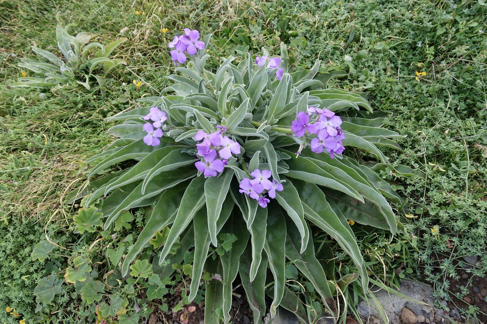 Madeira Levkoje - Matthiola maderensis