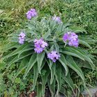 Madeira Levkoje - Matthiola maderensis