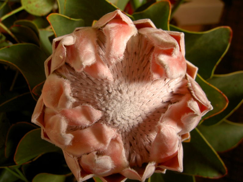 Madeira, Markthalle, Flauschige Blume