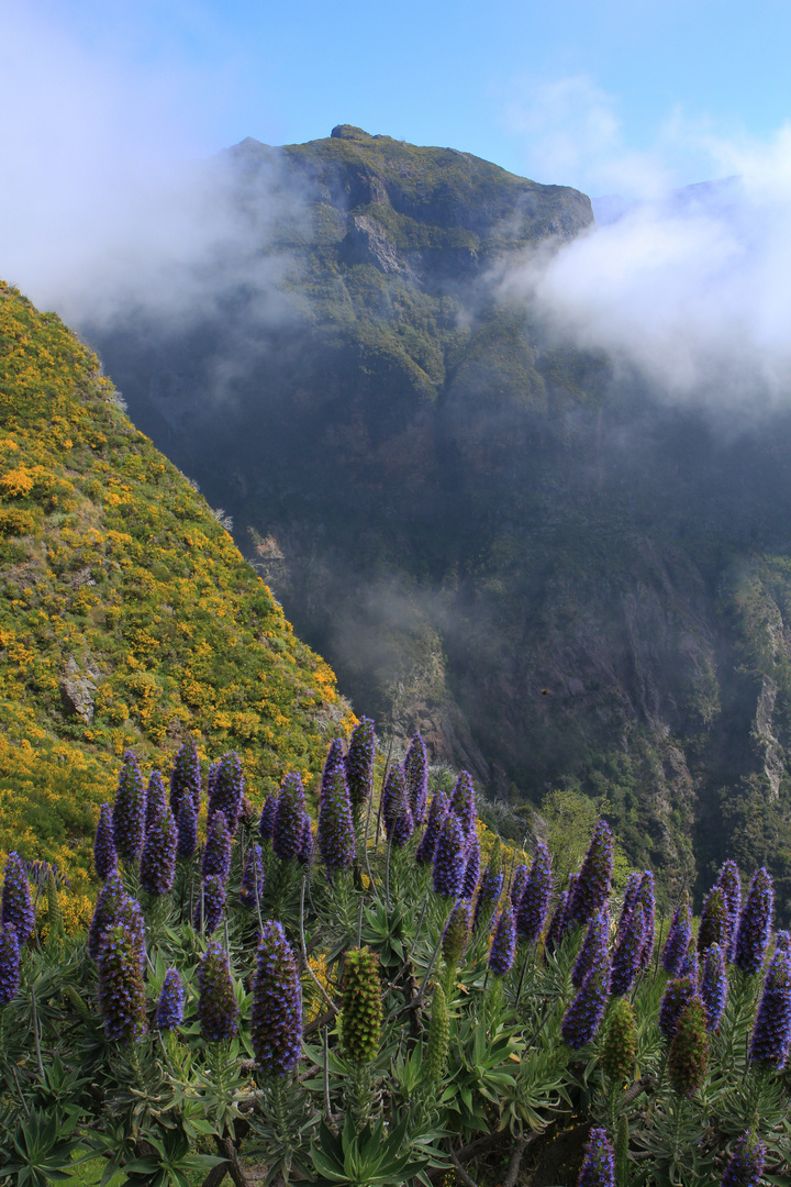 Madeira-Natternkopf