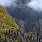 Madeira-Natternkopf