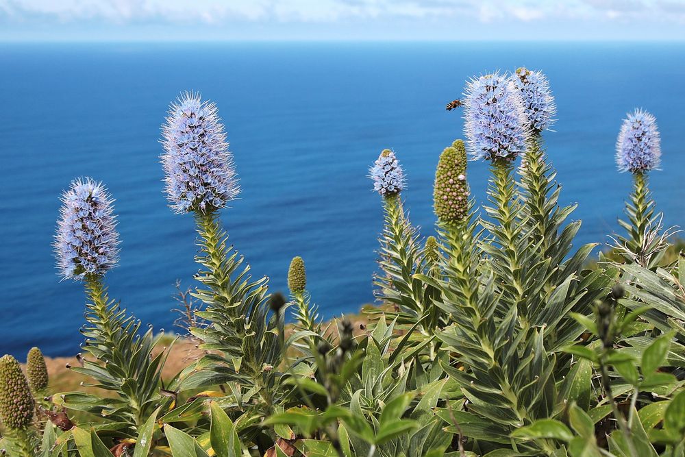 Madeira-Natternkopf