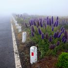 Madeira-Natternkopf