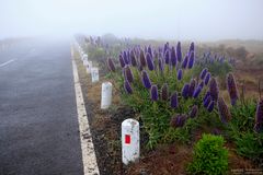 Madeira-Natternkopf