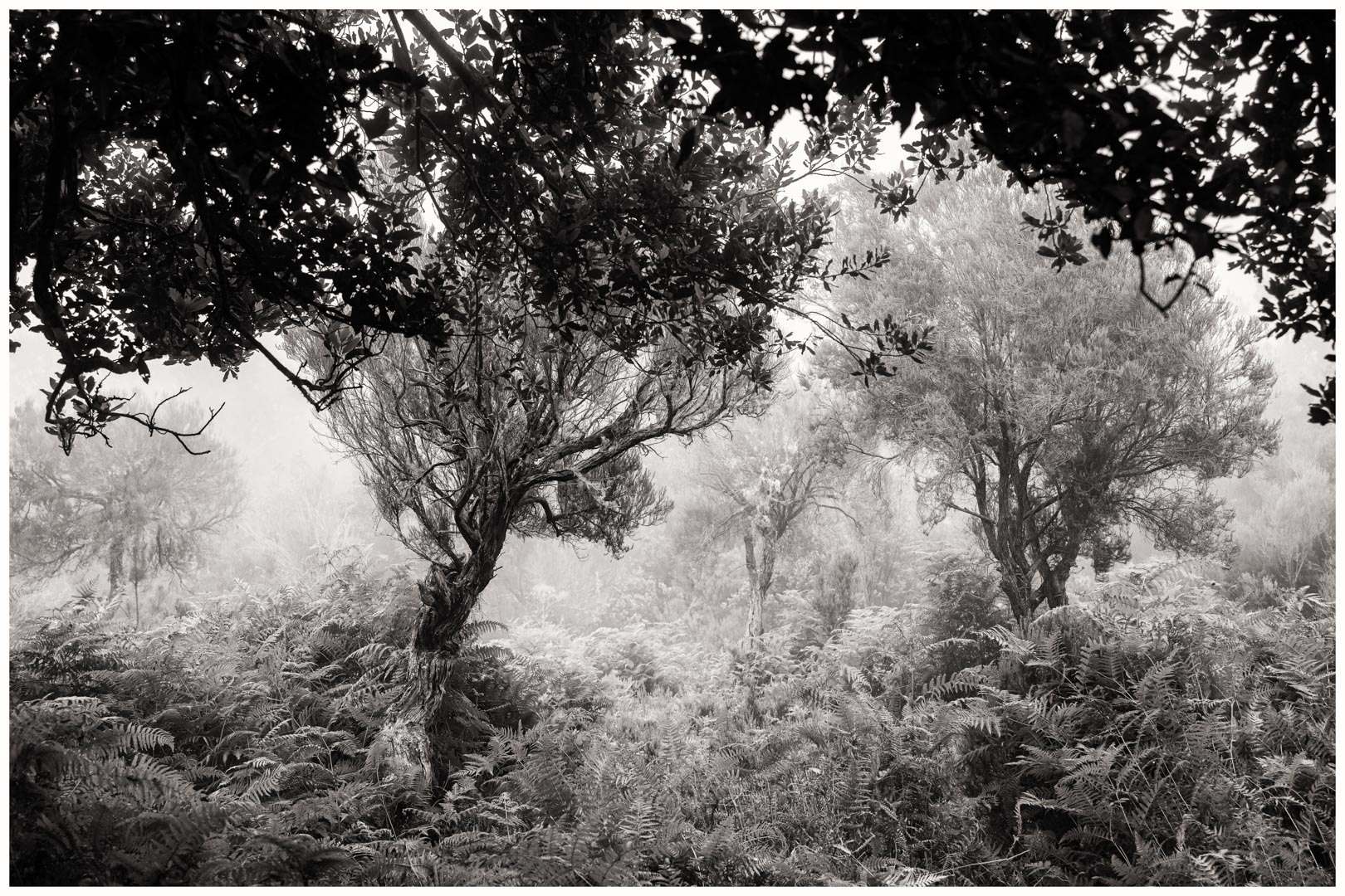 Madeira Nebelwald 2