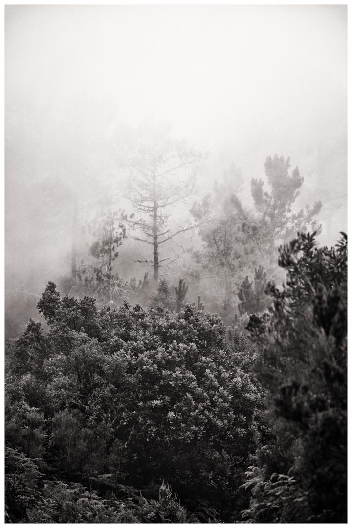 Madeira Nebelwald 4