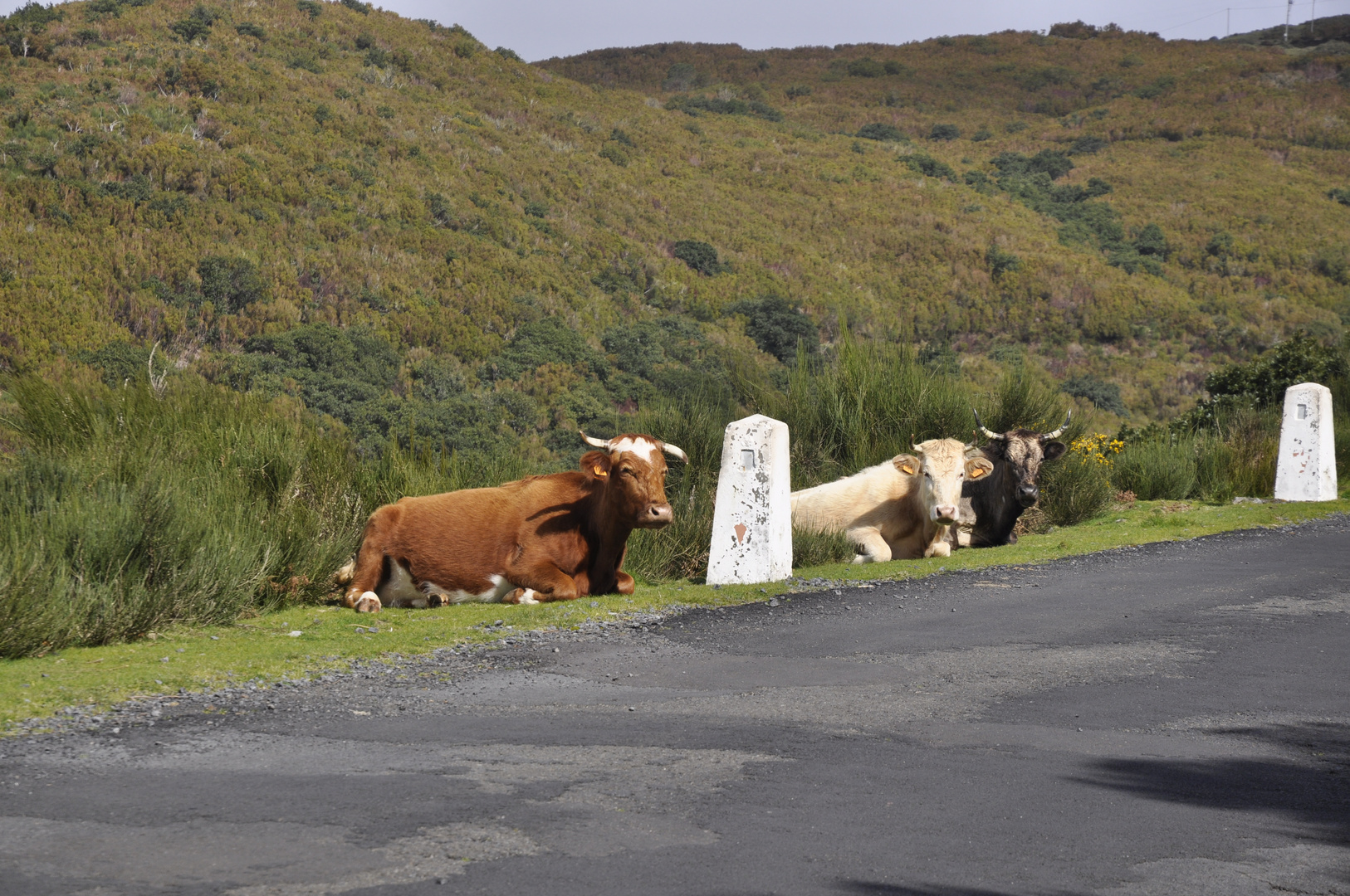 Madeira neugierige Kühe