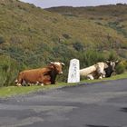 Madeira neugierige Kühe