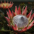 Madeira - Paradies der Blumen