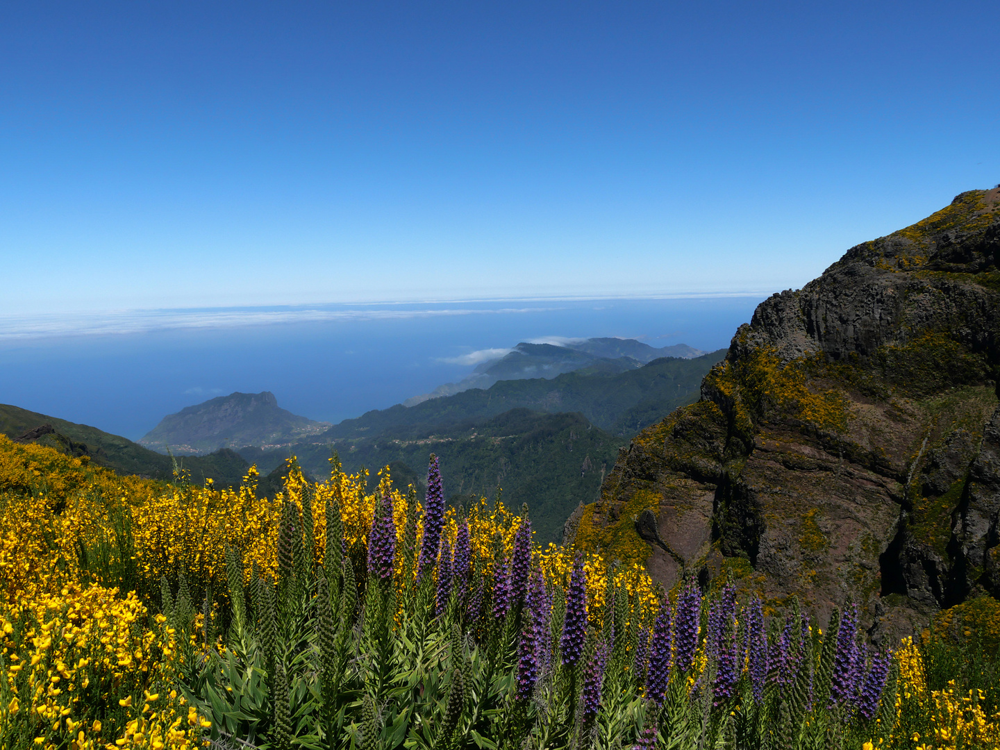 Madeira Pico Ruivo Pico Arieiro mit Natternköpfe