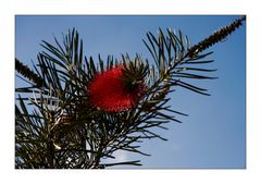 Madeira - Puderquastenbaum