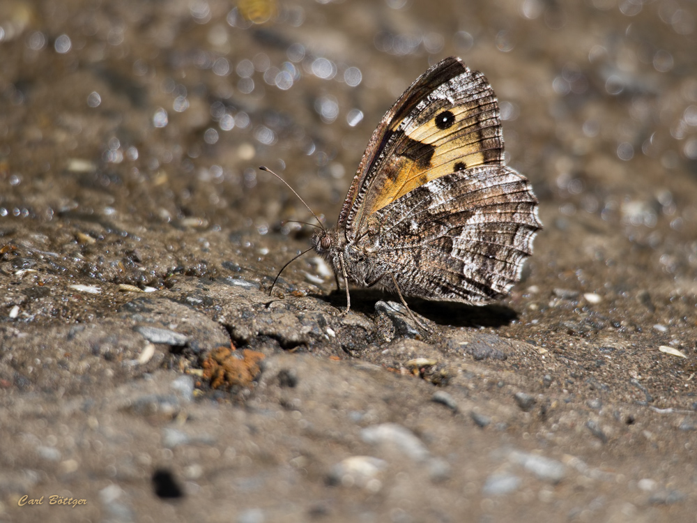 Madeira-Rostbinde (Hipparchia maderensis)