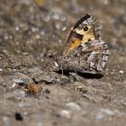 Madeira-Rostbinde (Hipparchia maderensis)