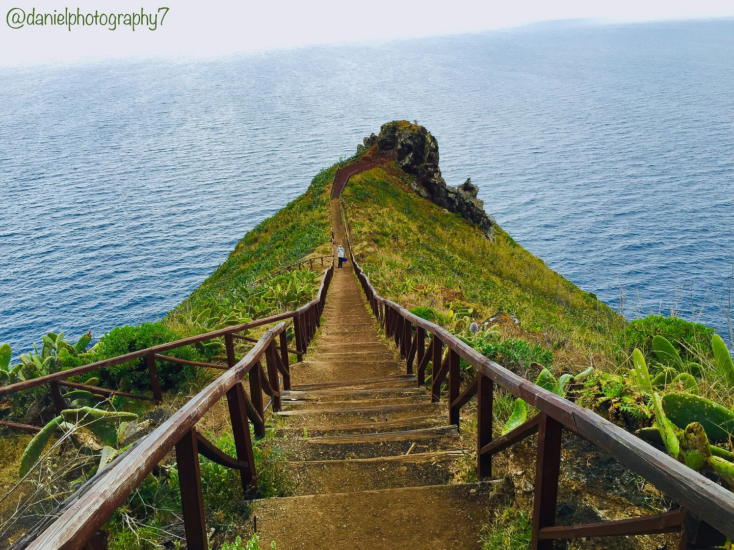 Madeira Santa Cruz