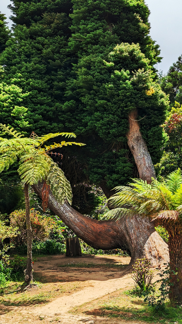 Madeira , sehr schöner Baum